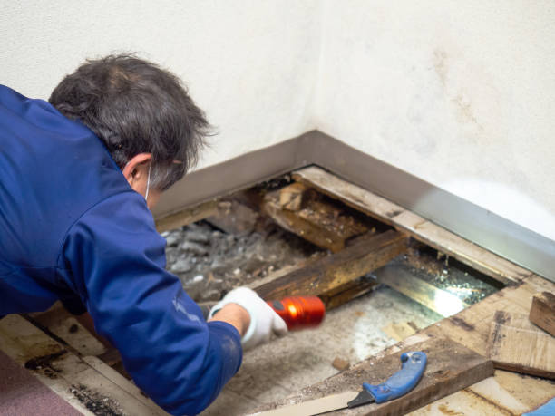 Best Black Mold Removal  in Mitchell, NE