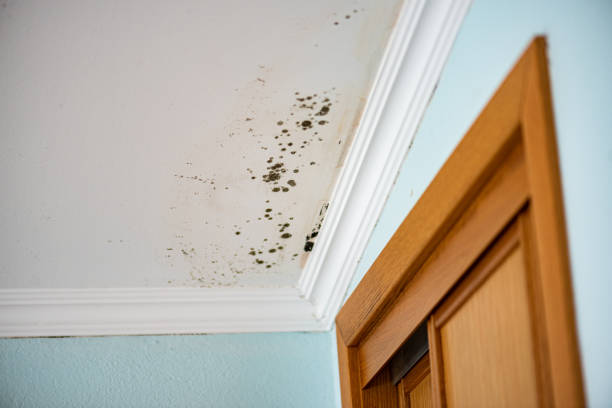 Best Home Mold Removal  in Mitchell, NE