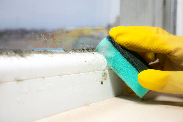 Best Mold Remediation Services  in Mitchell, NE