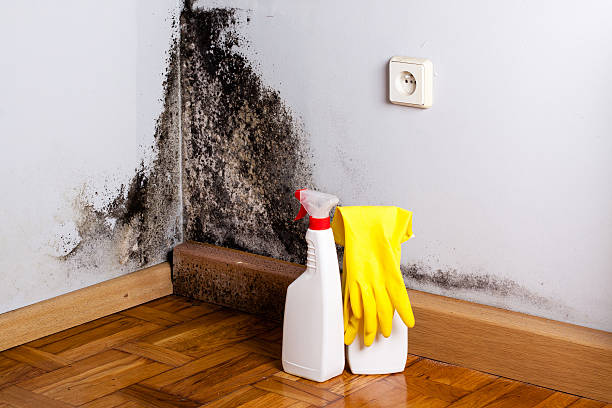 Best Mold Damage Repair  in Mitchell, NE