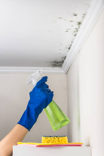 Mold Testing and Removal in Mitchell, NE