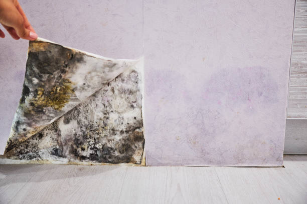 Best Certified Mold Removal  in Mitchell, NE